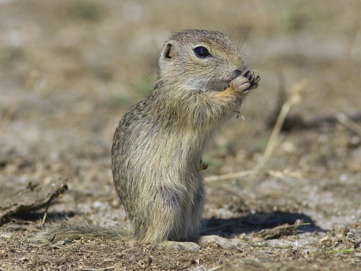 Дикий суслик. Европейский суслик (Spermophilus citellus). Суслик Даурского заповедника Даурский. Желтый суслик Spermophilus fulvus. Крапчатый суслик.