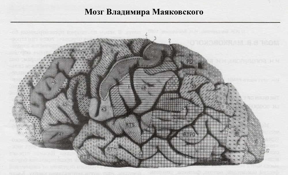 Ран мозга бехтеревой. Мозг Маяковского исследования. Маяковский мозг в институте. Мозг Владимира Маяковского.