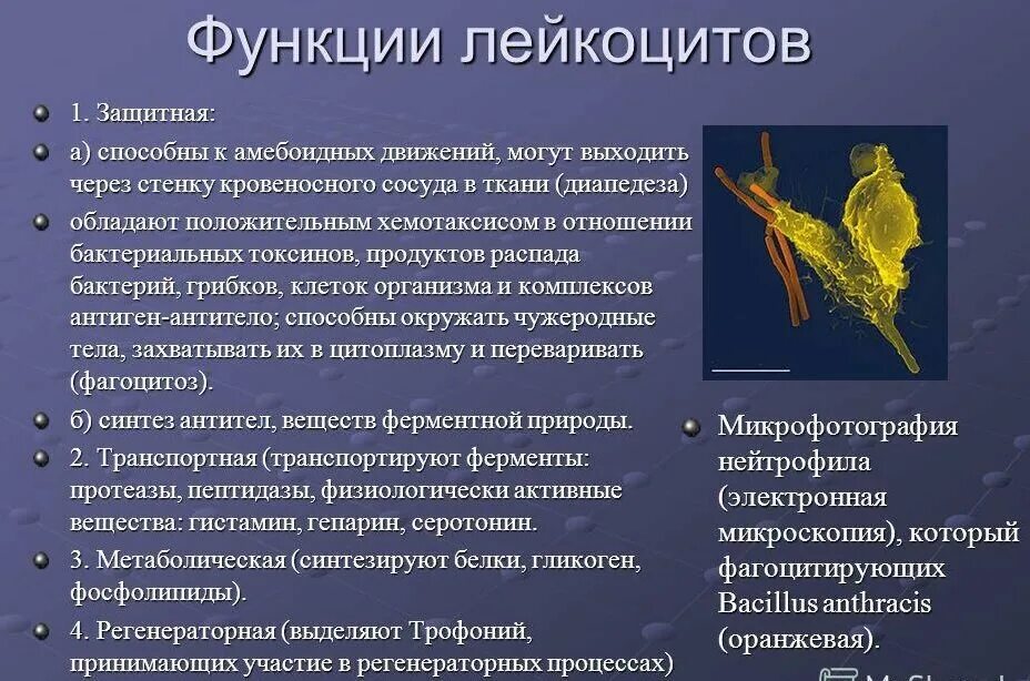 Лейкоциты строение и функции. Внутреннее строение лейкоцита. Основ функция лейкоцитов. Какие особенности лейкоцита позволяют выполнять его функции. Какие особенности лейкоцита позволяют выполнять его функции.