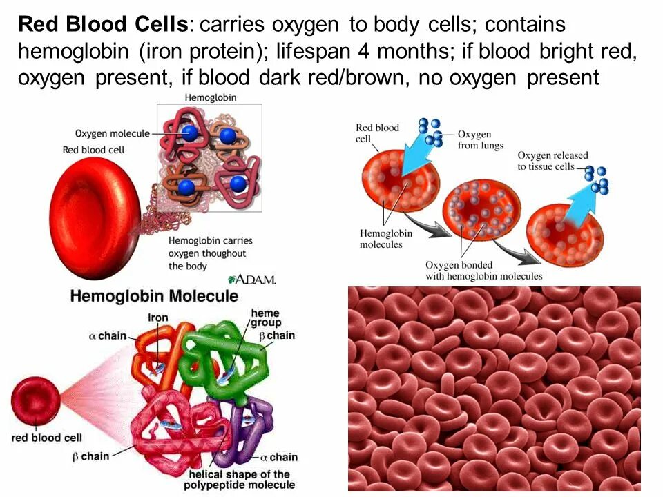 Blood Cells functions. Blood Composition and function. Blood Red. Red Blood Cell lysis Protocols.