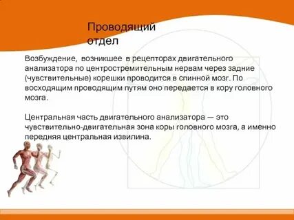 Периферический отдел анализатора это