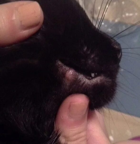 Черные губы у кошек