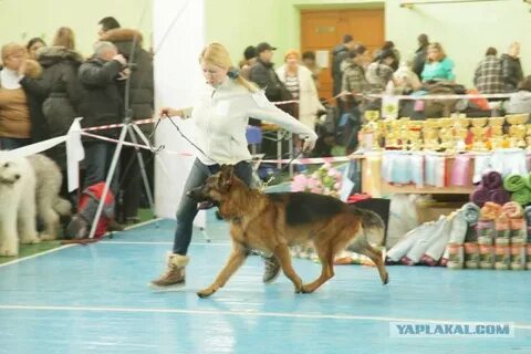 Зоопортал новосибирск