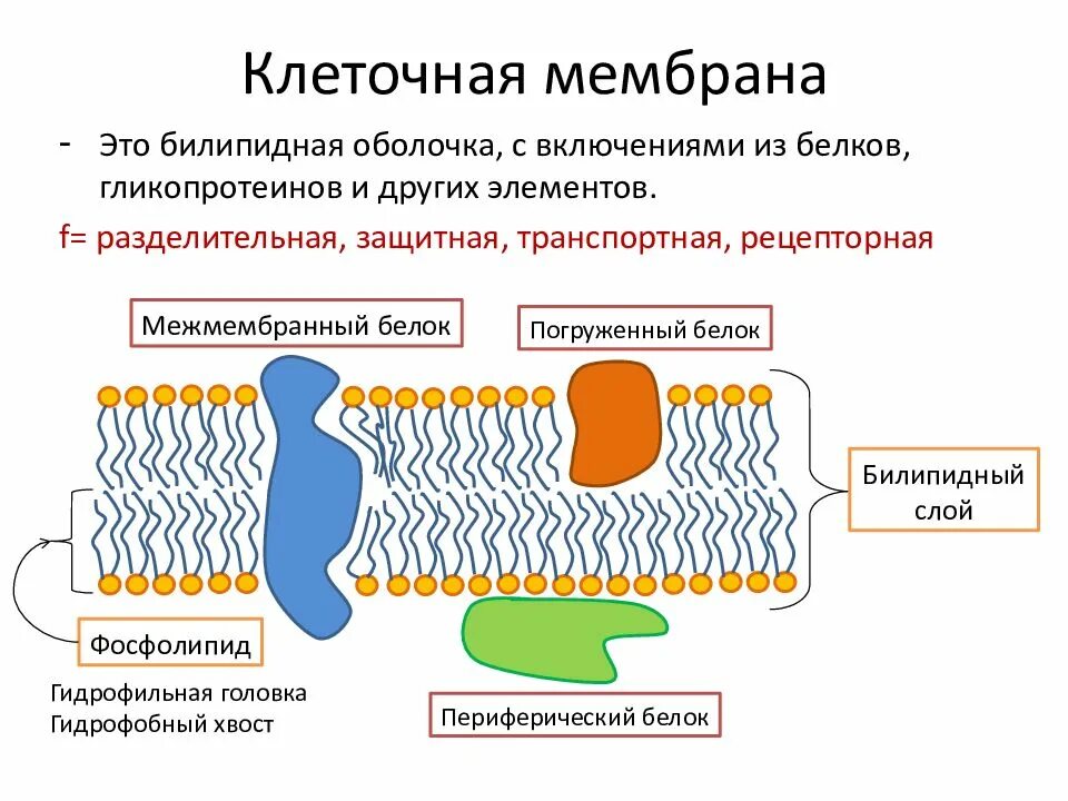 Мембрана аппарата гольджи. Какой органоид клетки выполняет осморегуляторную функцию?. Транспортные системы клеток. Виды пассивного и активного мембранного транспорта. Транспорт веществ через мембрану таблица.