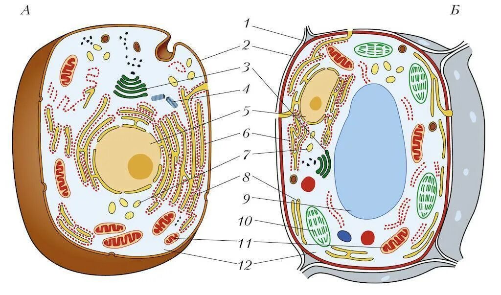 Строение растительной и животной клетки 9 класс биология. Строение живой и растительной клетки рисунок. Строение живой и растительной клетки 7 класс биология. Строение растительной клетки рисунок органоид. Клетке и т д в