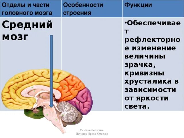 Центры головного мозга таблица. Функции отделов головного мозга анатомия. Структура головного мозг средний мозг. Структуры среднего мозга таблица. Функции среднего мозга кратко таблица.