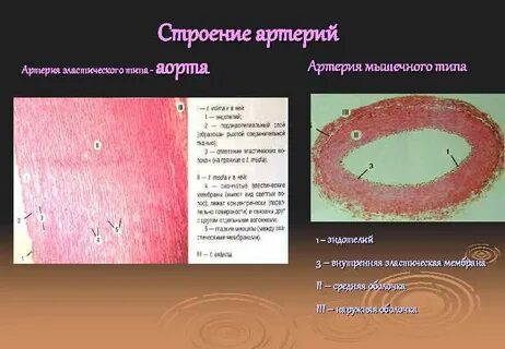 Артерия эластического типа аорта