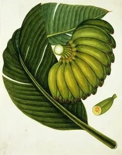 Vintage green banana