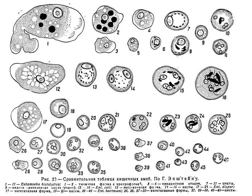 Какой цифрой обозначена на рисунке стадия амебы. Entamoeba дизентерийная. Дизентерийная амеба (Entamoeba histolytica). Entamoeba histolytica циста. Жизненный цикл дизентерийной амебы.