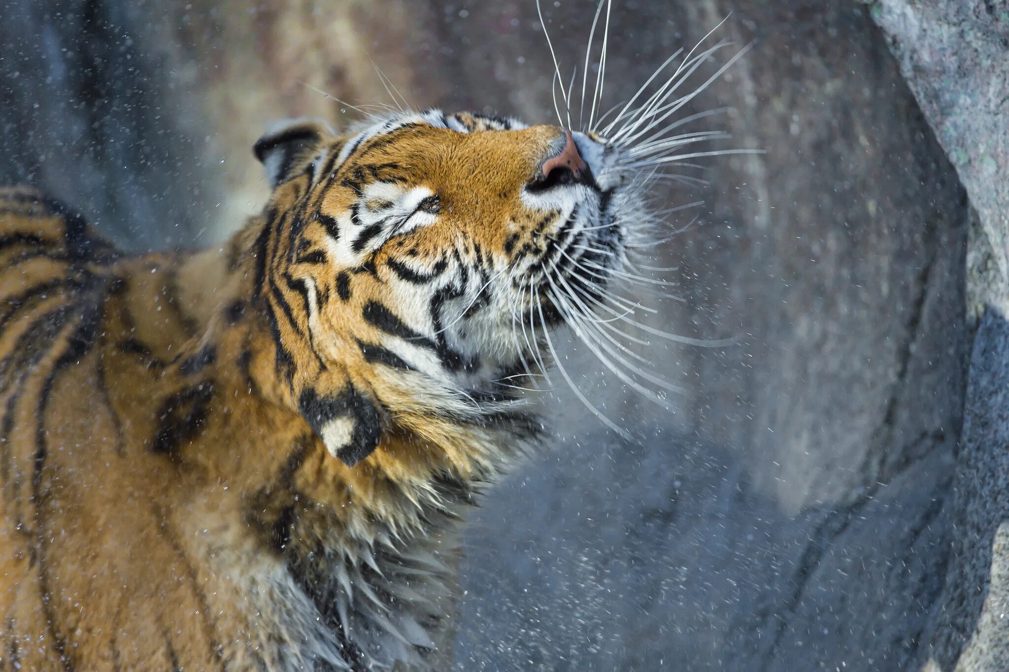 тайгер тигр. усатый тигр. фото тигра. тигр морда. амурский тигр.