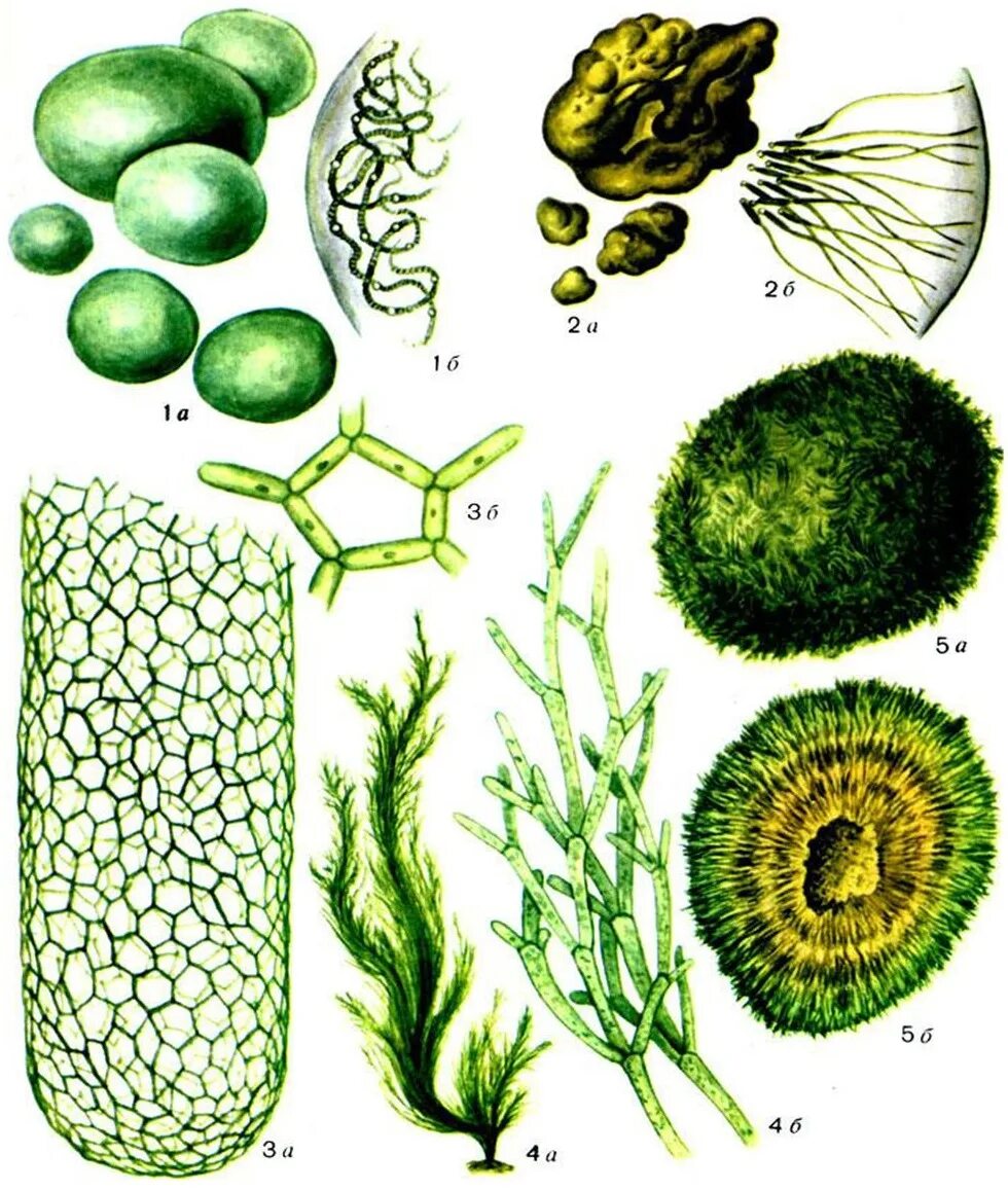 Зеленые водоросли формы. Кладофора водоросль. Отдел жёлто-зелёные водоросли (Xanthophyta). Многоклеточные цианобактерии. Xanthophyta водоросли.