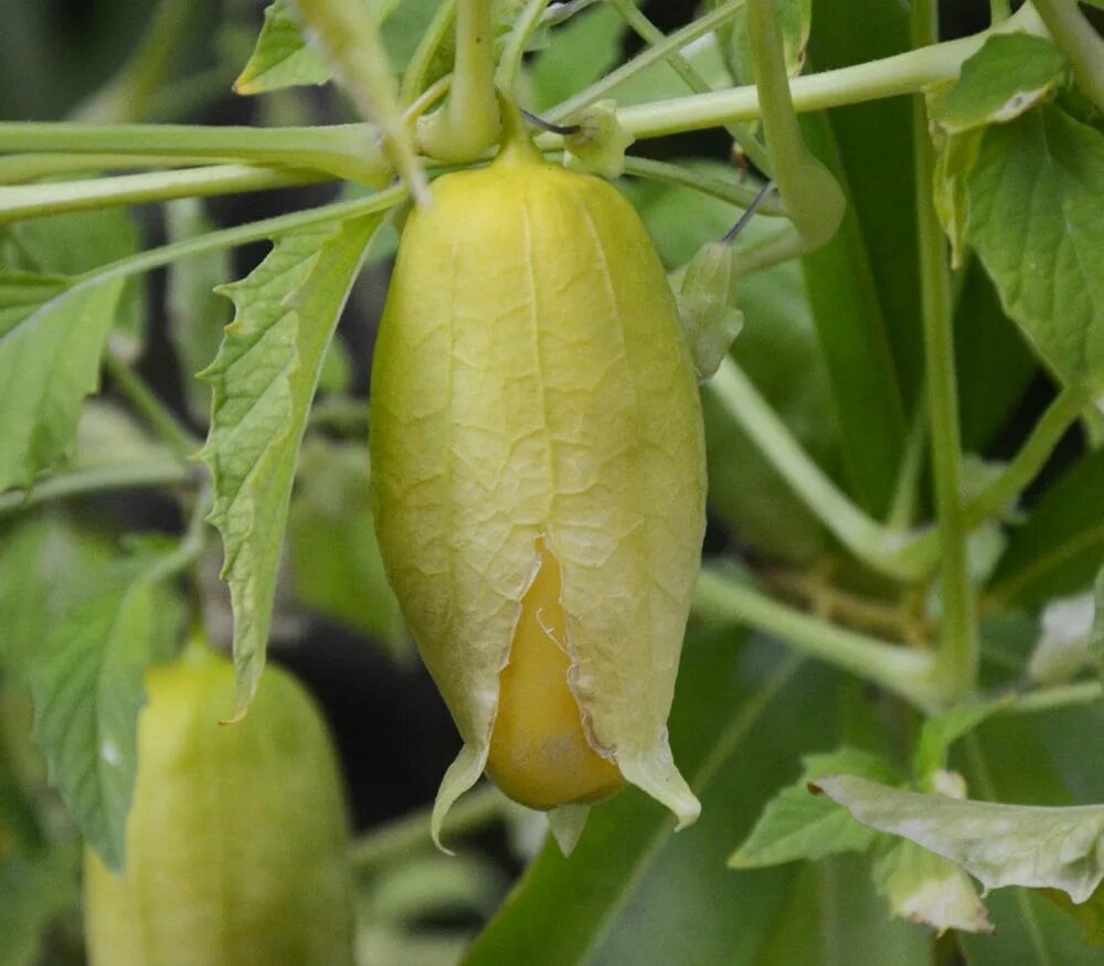 Физалис Томатилло. Physalis ixocarpa. Физалис ягодный Королева Малиналько.