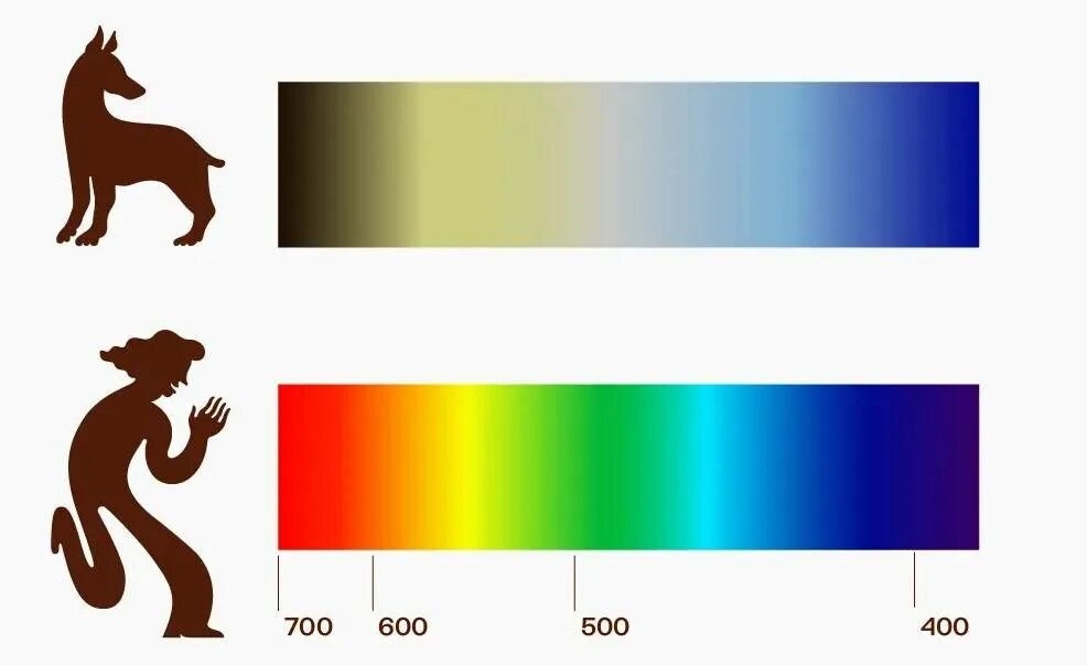 Ночное зрение у собак. Цветовое восприятие собак. Цветовое зрение собак. У собак цветное зрение. Какие цвета видят собаки.