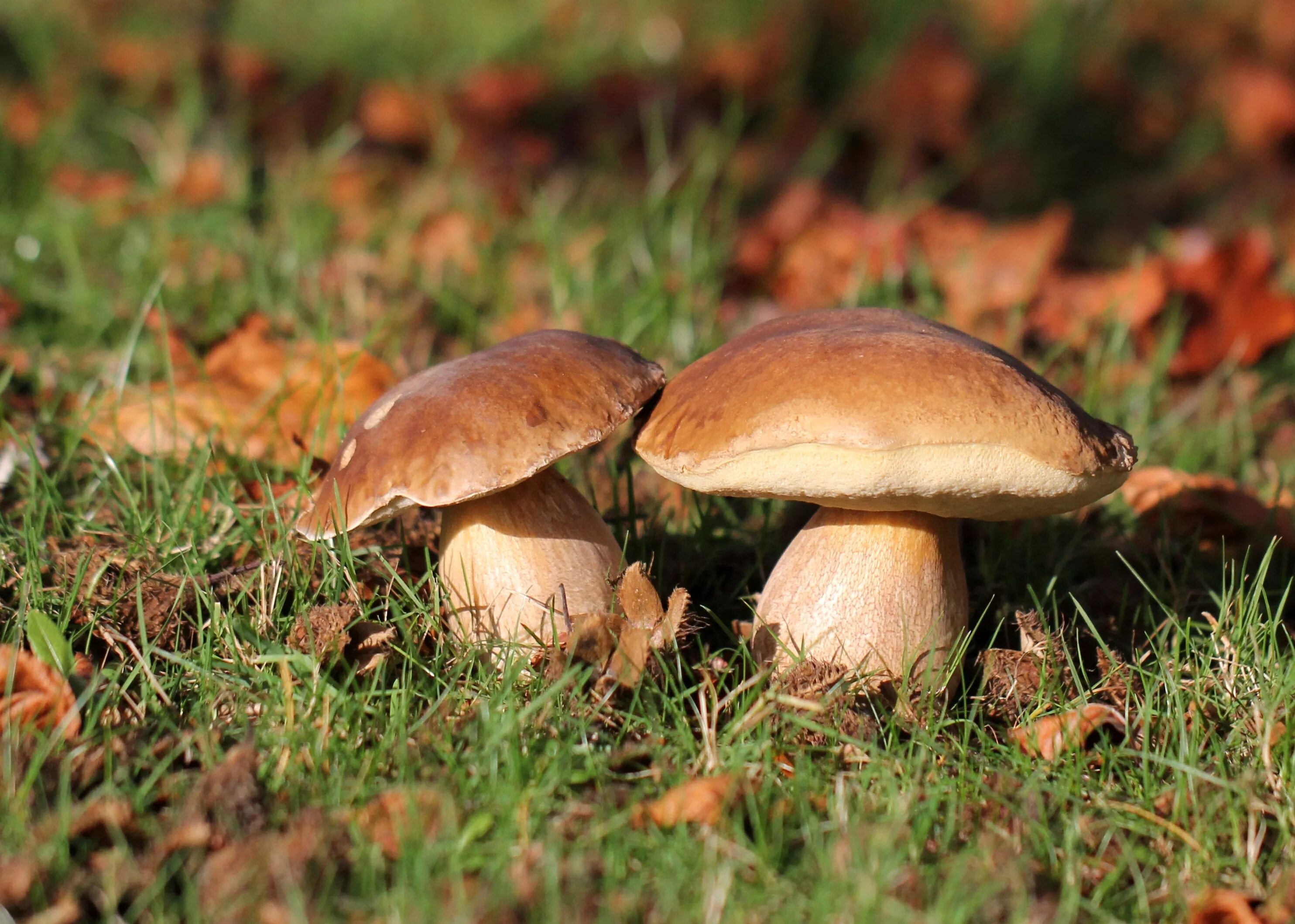 Осенние грибы. Белый гриб. Осенние грибы Оренбуржья. Белые грибы в лесу. Белый гриб в природе
