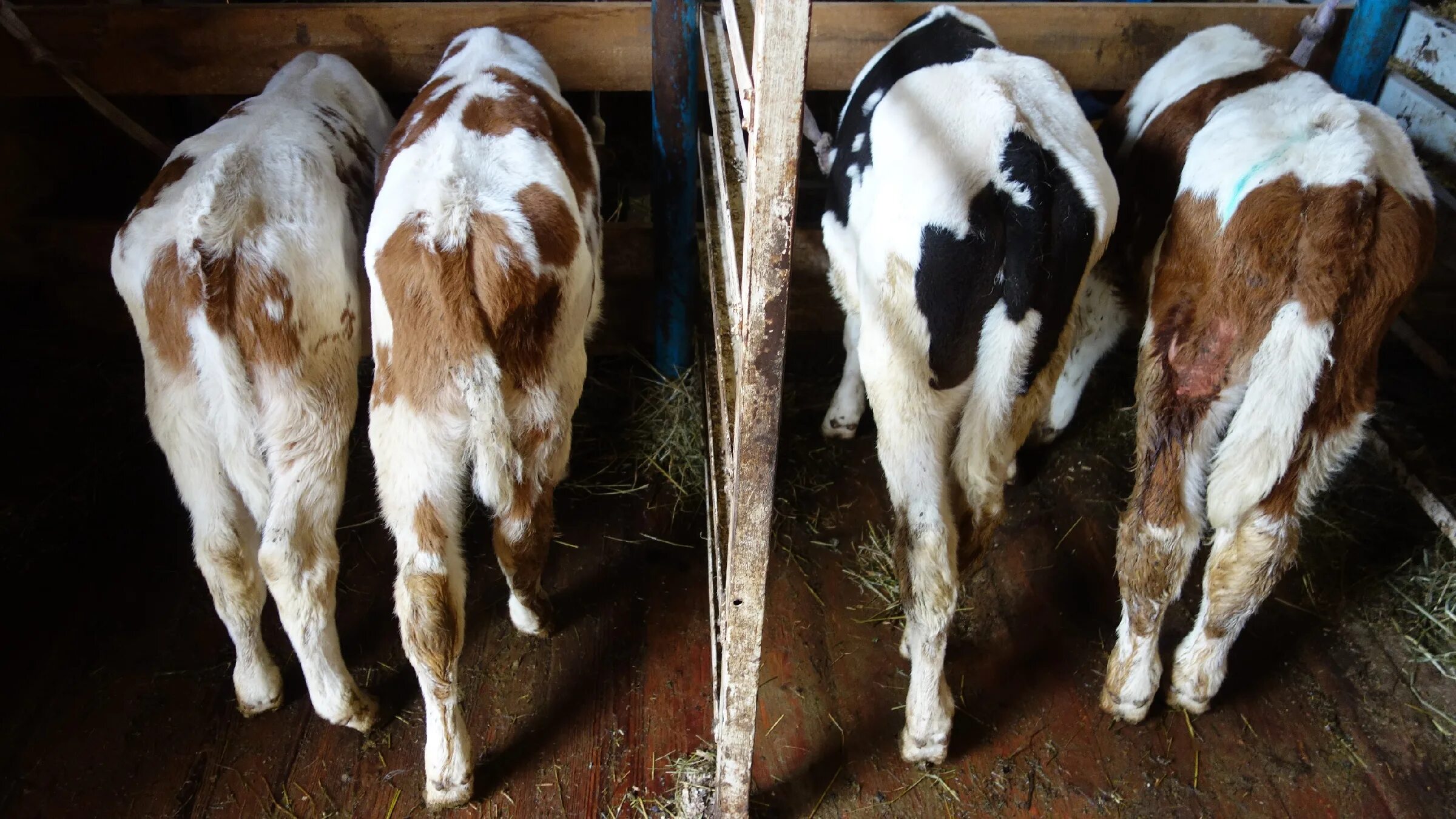 Рогатый бычок. Быки на пастбище. Фермерские бычки на английском. Содержание бычков на доращивание. Пастбища для бычков.