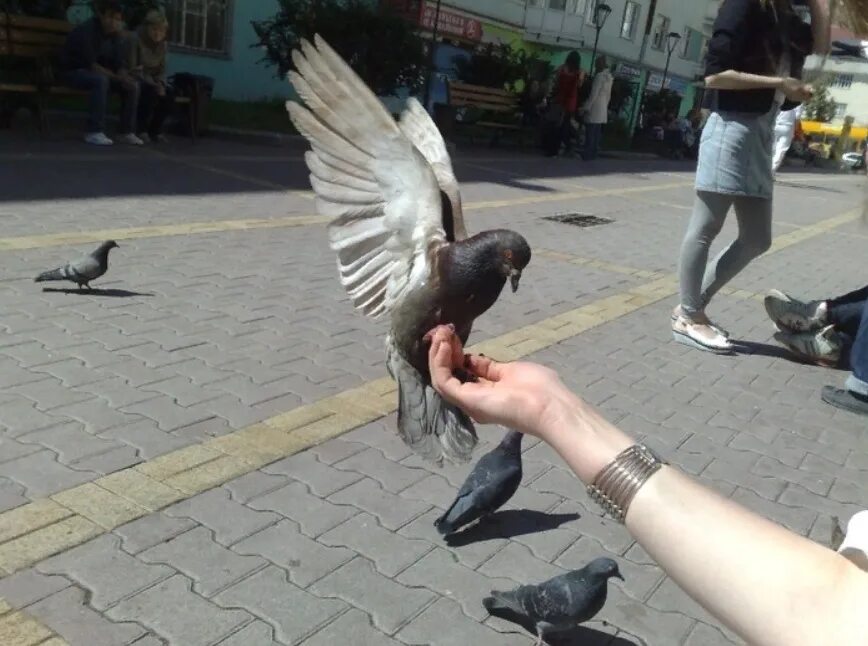 Голубь в руках. Кормление голубей. Голуби на площади. Кормление голубей с рук.