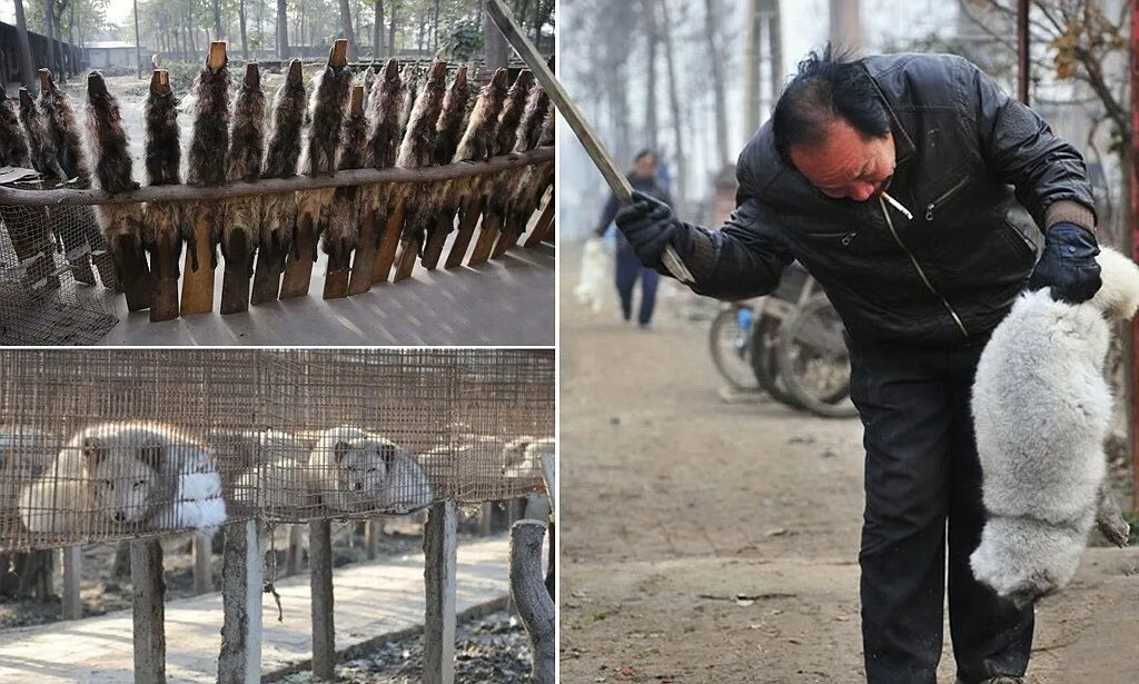 For their fur. Песцовая ферма. Песец ферма. Вакцинация на ферме песцов.