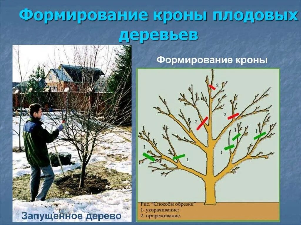 Правила обрезки плодовых деревьев. Крона яблонь формировка. формирование чашевидной кроны плодовых деревьев. формирующая обрезка плодовых деревьев. чашевидная крона яблони.