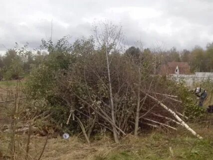 Продать дерево с участка