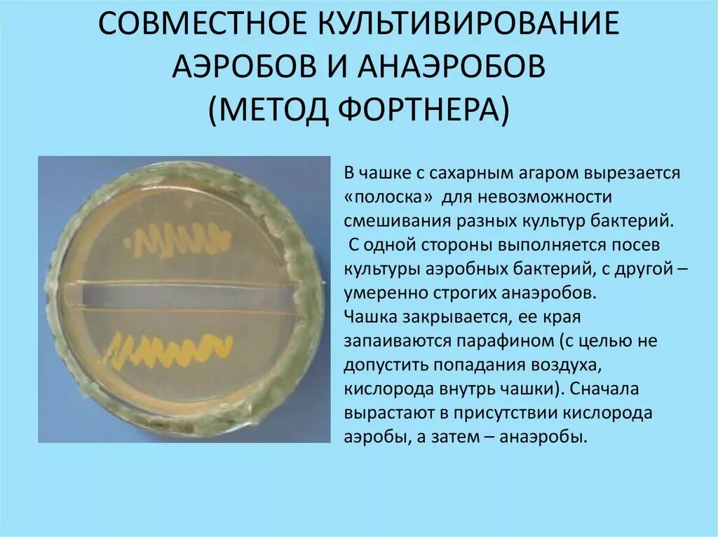 Основные питательные среды для культивирования анаэробов:. Питательные среды и приборы для культивирования анаэробов. Перечислите питательные среды для культивирования анаэробов. Культивирование анаэробных бактерий. Микробиологические на аэробные микроорганизмы