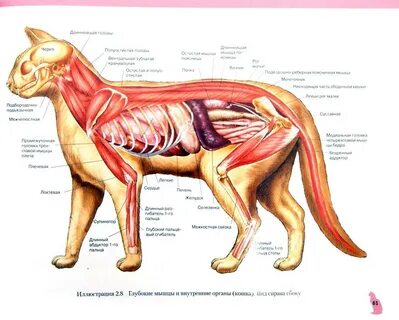 Краткий экскурс в мир кошачьей анатомии.