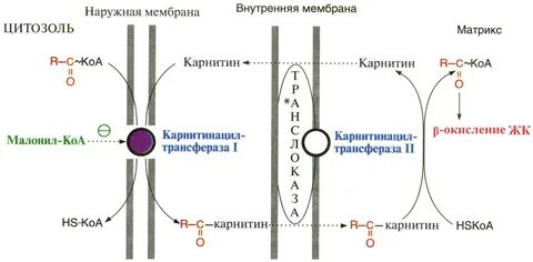 Кислоты мембраны