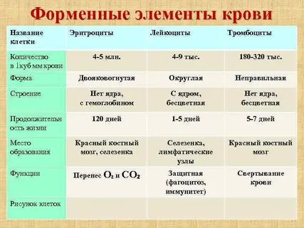 Строение форменных элементов