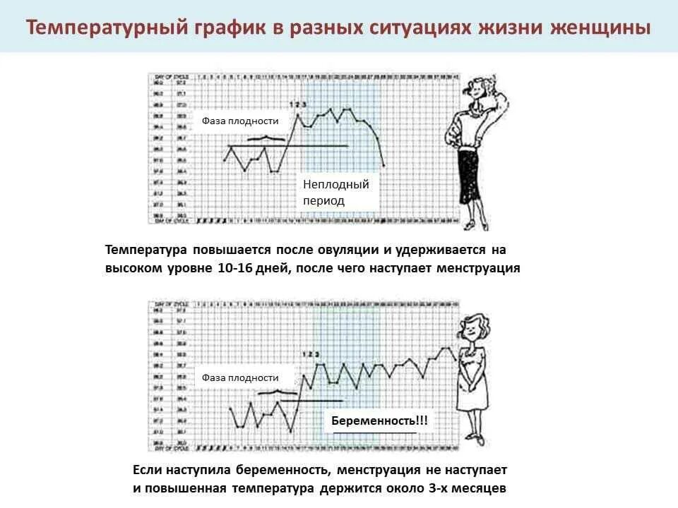 Ректальная температура тела. График БТ при беременности до задержки. График базальной температуры не беременной женщины. Базальная температура и беременность графики. График базальной температуры при беременности.