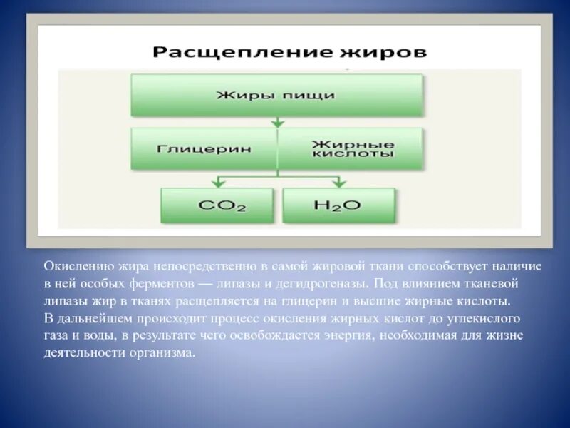 Окисление белков жиров и углеводов. Конечные продукты окисления жиров. Окисление жиров. Окисление углеводов и жиров.