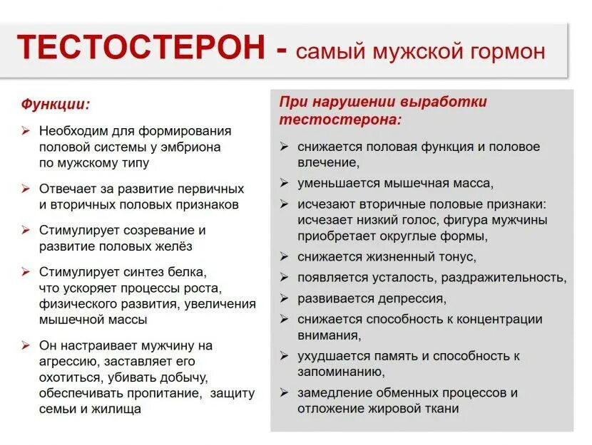 В какое время вырабатывается тестостерон. Тестостерон функции гормона. тестостерон функции у мужчин. функции тестостерона и эстрогена. тестостерон функции в организме мужчины.