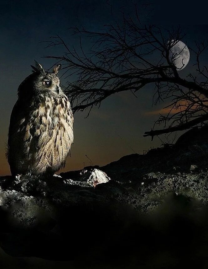 Ночные совы и летнее небо читать. Филин ночью. Сова ночью. Ночные птицы. Сова ночная птица.