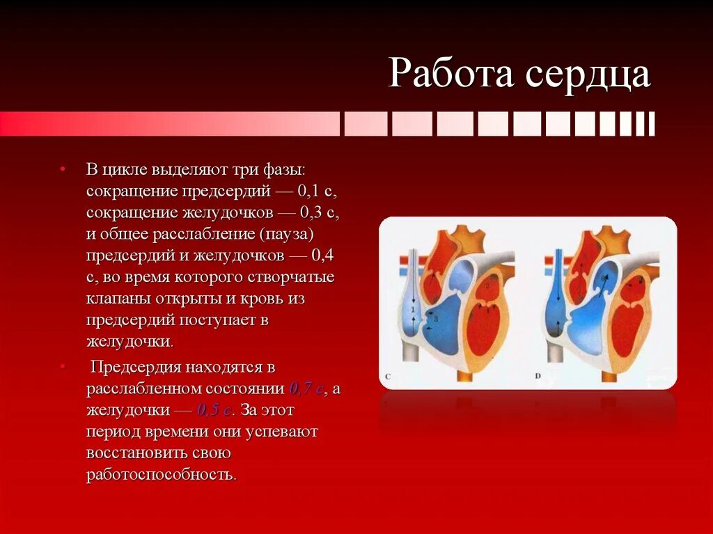 3 фазы работы сердца. Общая пауза сердца. Физиологическое значение паузы сердца. Пауза сердце. Общая пауза сердца.