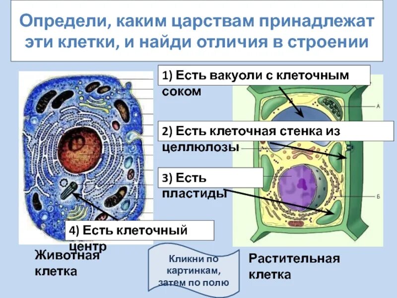 Какому царству принадлежит данная клетка. В клетках животных есть клеточная стенка. Клетка определение. Определи к какому царству относится клетка.