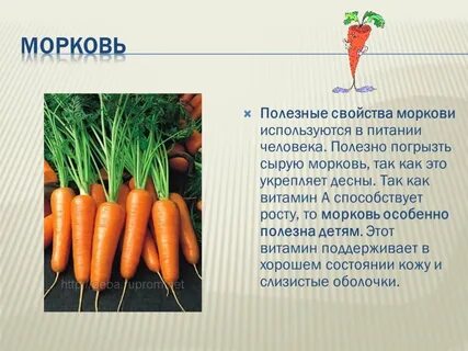 Где используют морковь