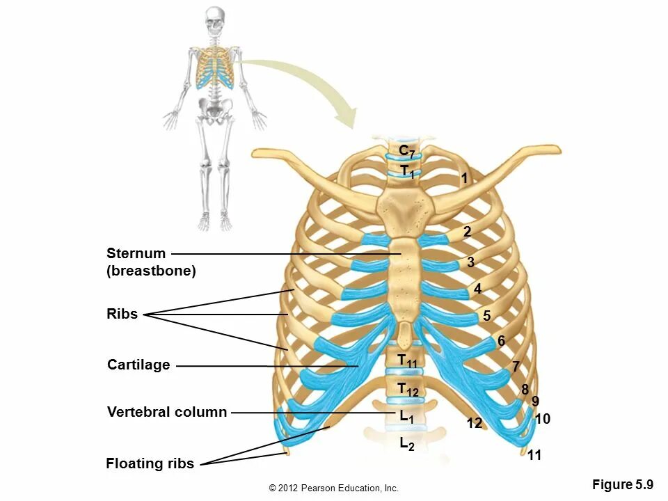 11 ребро где находится. 11 ребро где находится. 11 ребро где находится. грудная клетка ребра. истинные ребра и ложные ребра.