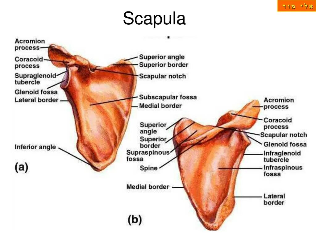Бугорки лопатки. Лопатка scapula. лопатка анатомия синельников. лопатка строение медунивер. отростки лопатки анатомия.