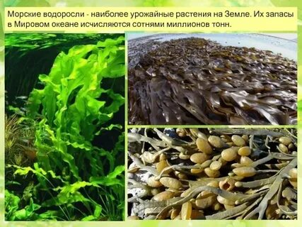 Минеральные вещества водоросли получают в процессе