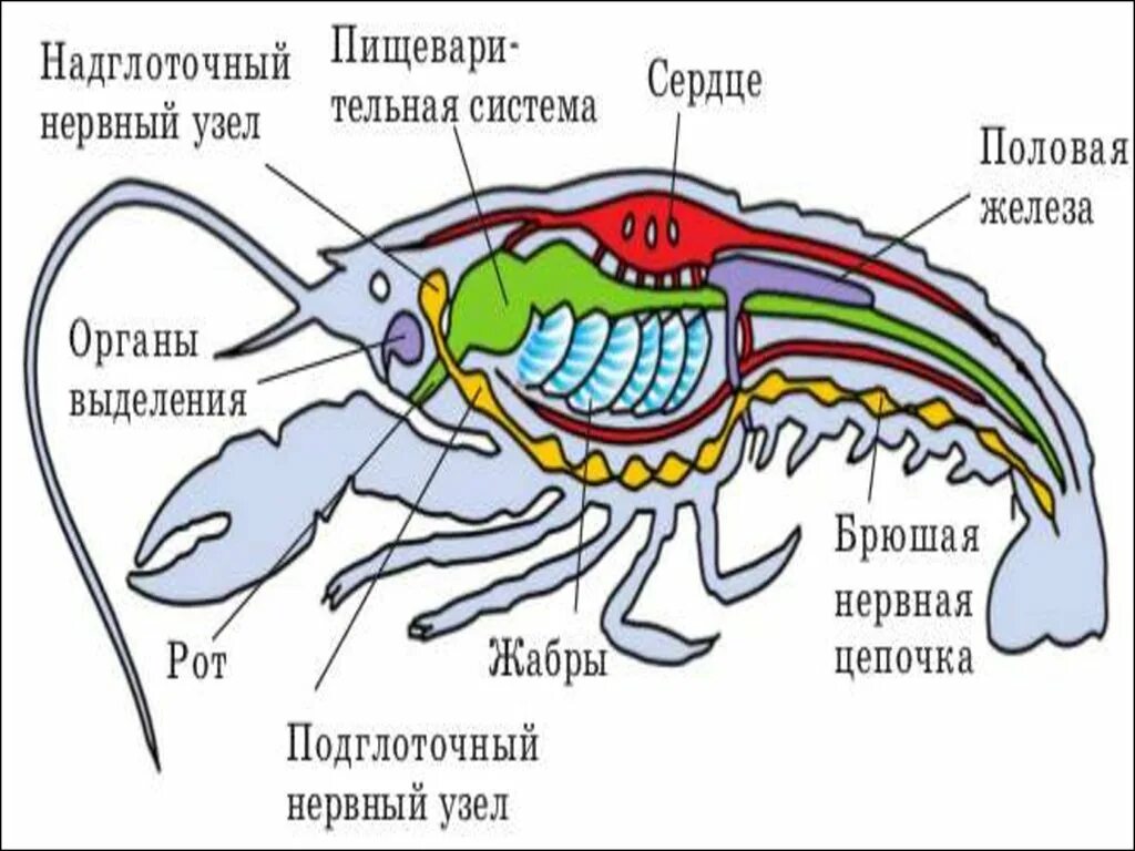 Внутреннее строение речного. Биология Членистоногие ракообразные. Внутреннее строение членистоногих ракообразные. Тип Членистоногие класс ракообразные строение. Внутреннее строение ракообразных схема.