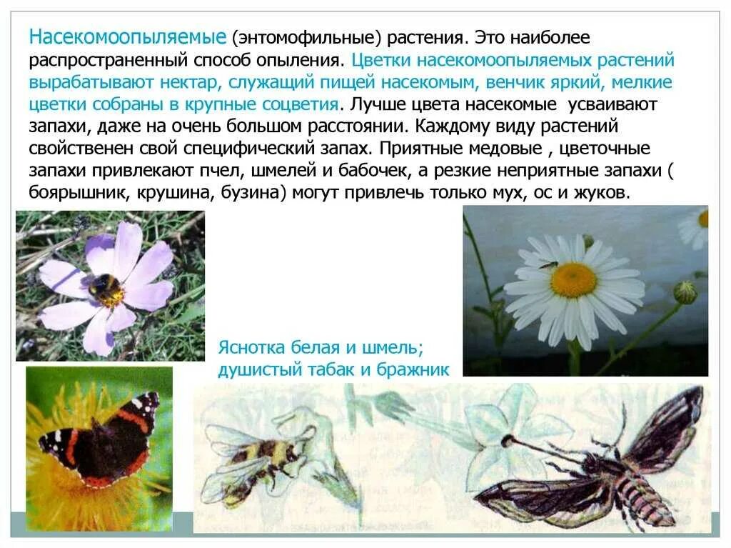 Цветок насекомоопыляемые растения. Ветроопыляемые и насекомоопыляемые цветки. Носекомо опыляемое растение. Строение цветкка насеокомопылениямых растенией.