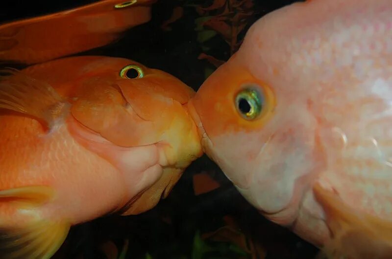 Рыбы любовный неделя. Поцелуй рыбы. Рыбки поцелуйчики. Влюбленные рыбы. Рыбка целует.