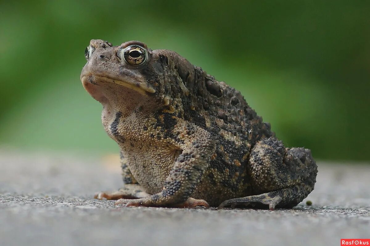 большая серая жаба. серая жаба буфо буфо. обыкновенная серая жаба. большая серая жаба. большая серая жаба.