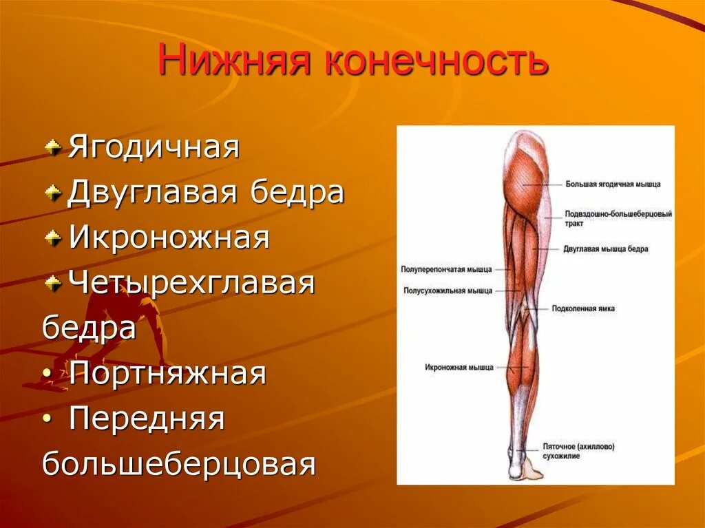 Отделы нижней конечности. Мышцы нижней конечности анатомия строение. Мышцы нижних конечностей человека анатомия. Анатомия человека мышцы мышцы нижней конечности. Мышцы нижней конечности конечности анатомия.