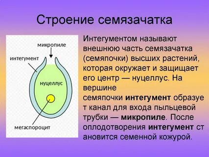 После оплодотворения из семяпочки развивается