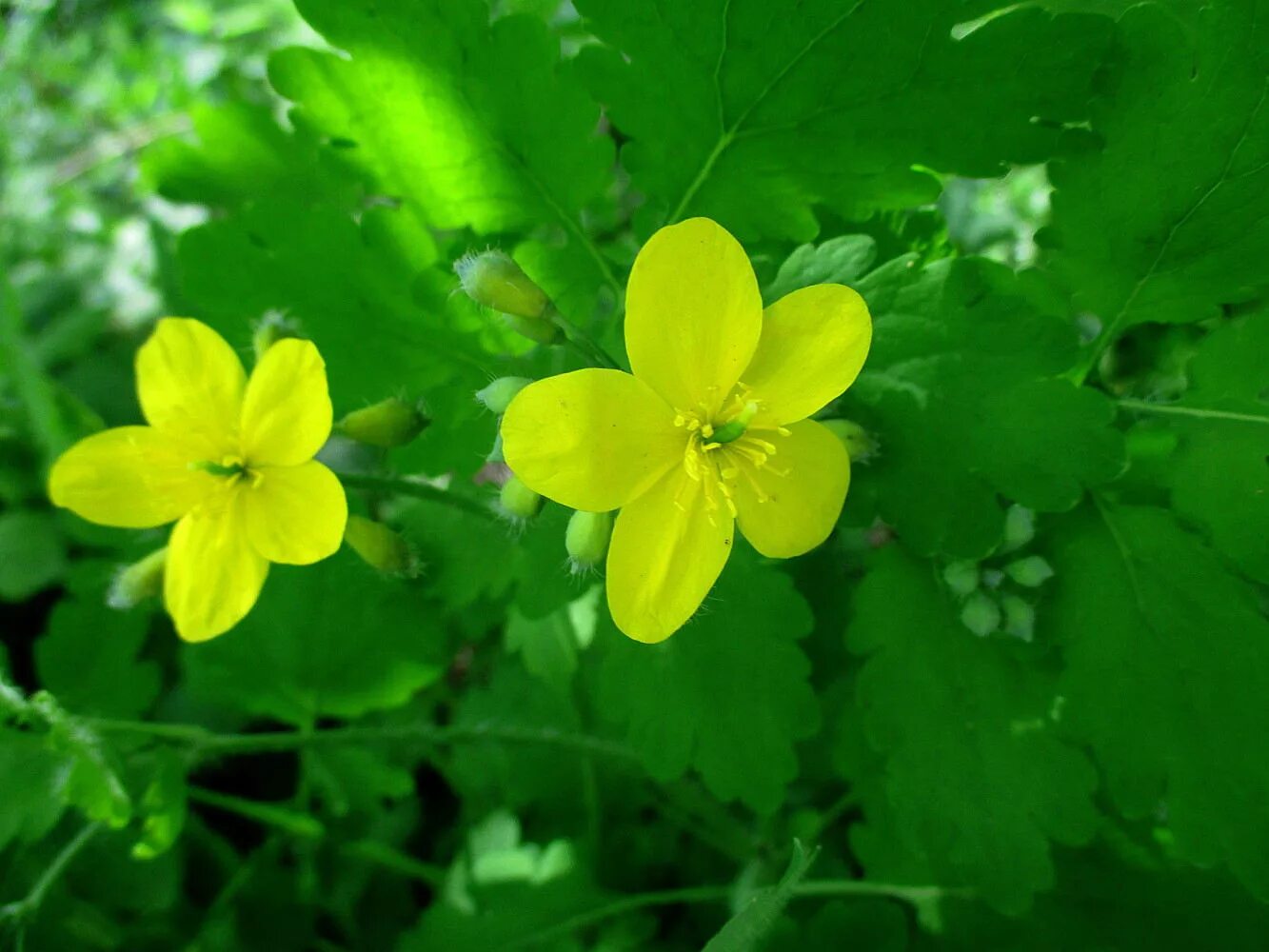 Chelidonium majus. Чистотел. Чистотел большой. Чистотел белорусский.