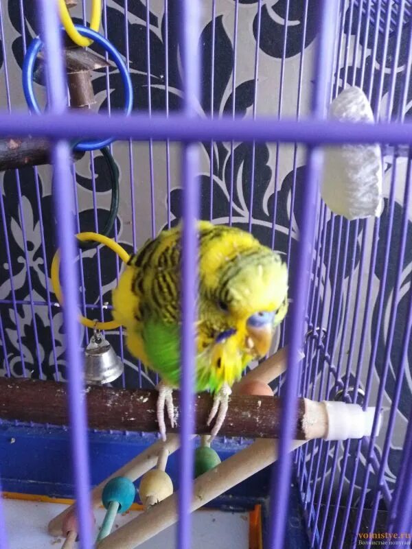 Почему у волнистого попугая дрожат крылья. Волнистый попугай дрожит. Попугай трясет хвостиком. Попугай трясется. Волнистый попугай.