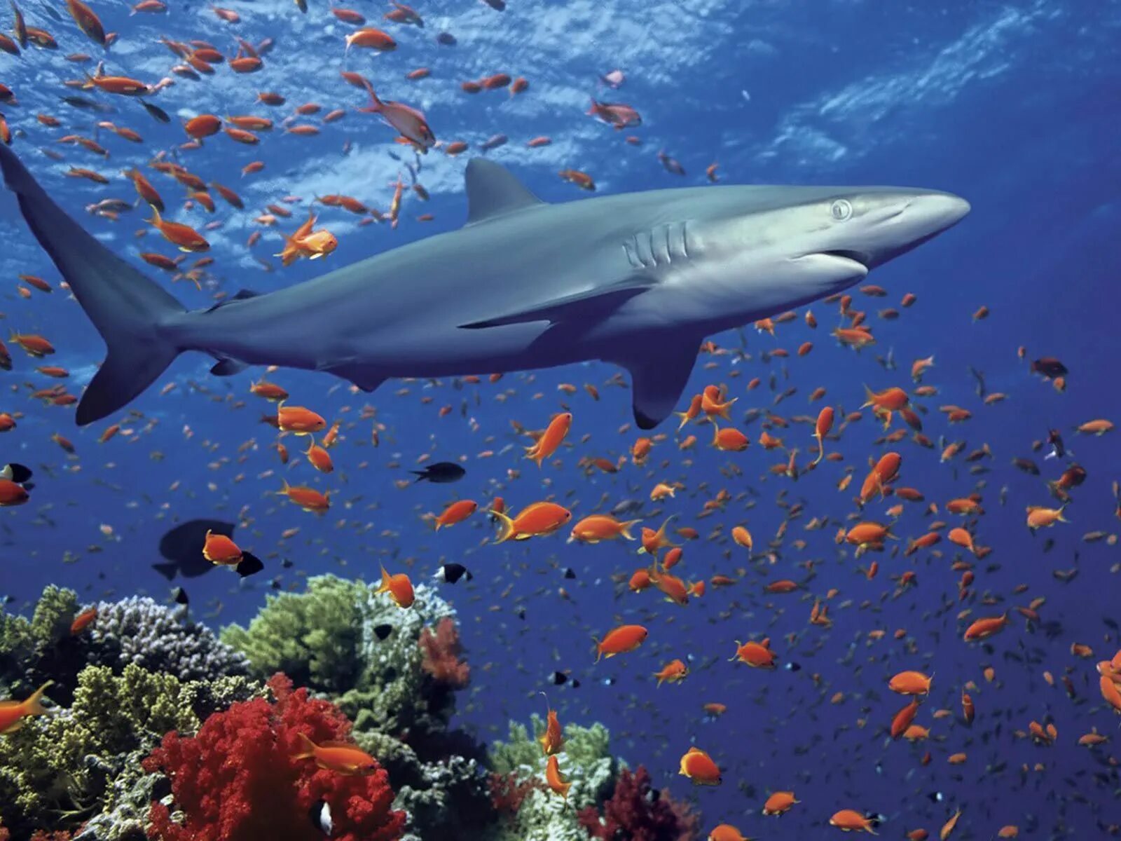 Pin on CUTE ANIMALS ND BIRDS Underwater, Underwater life, Biggest white shark