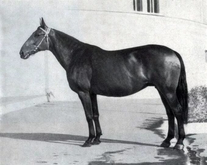 Рассмотрите фотографию коричневой лошади с черными ногами