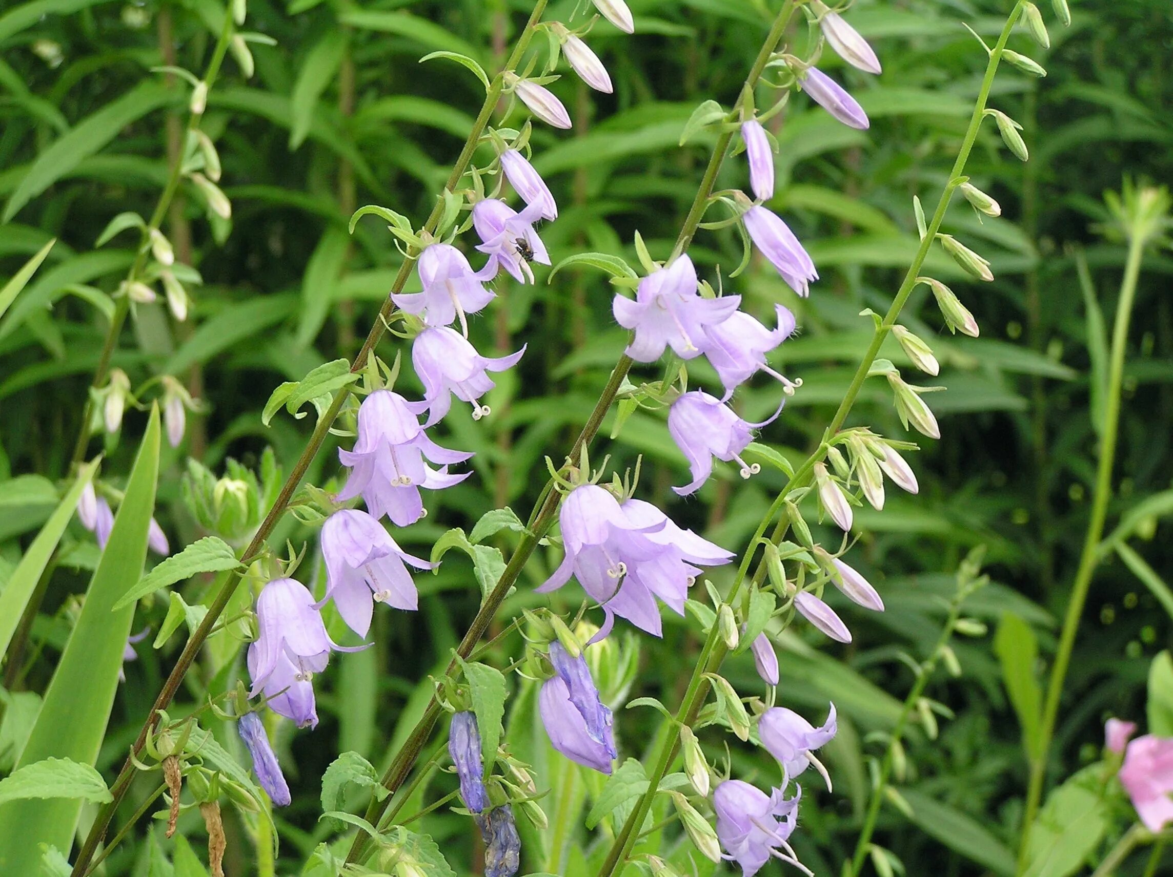 Садовый колокольчик многолетний Кампанула. Колокольчик рапунцелевидный Campanula. Колокольчик рапунцелевидный многолетник. Колокольчик высокорослый многолетний. Колокольчик многолетник