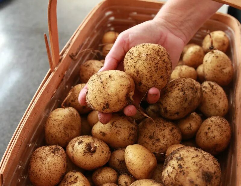 Выращивание картофеля домашних условиях