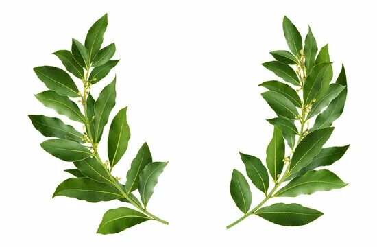 Corona de hojas de laurel aislada sobre un fondo blanco como símbolo de victoria